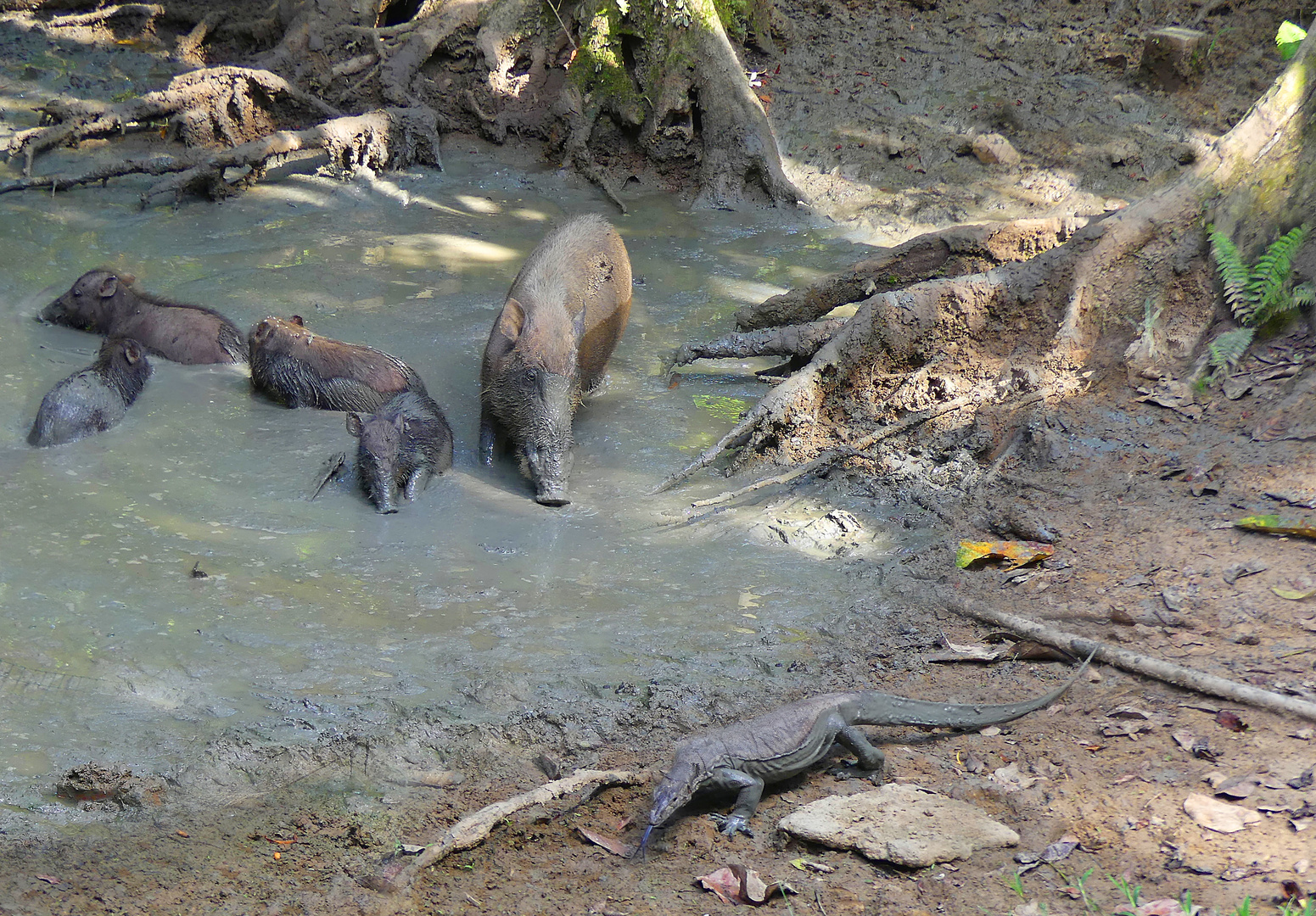 Waran und Wildschweine