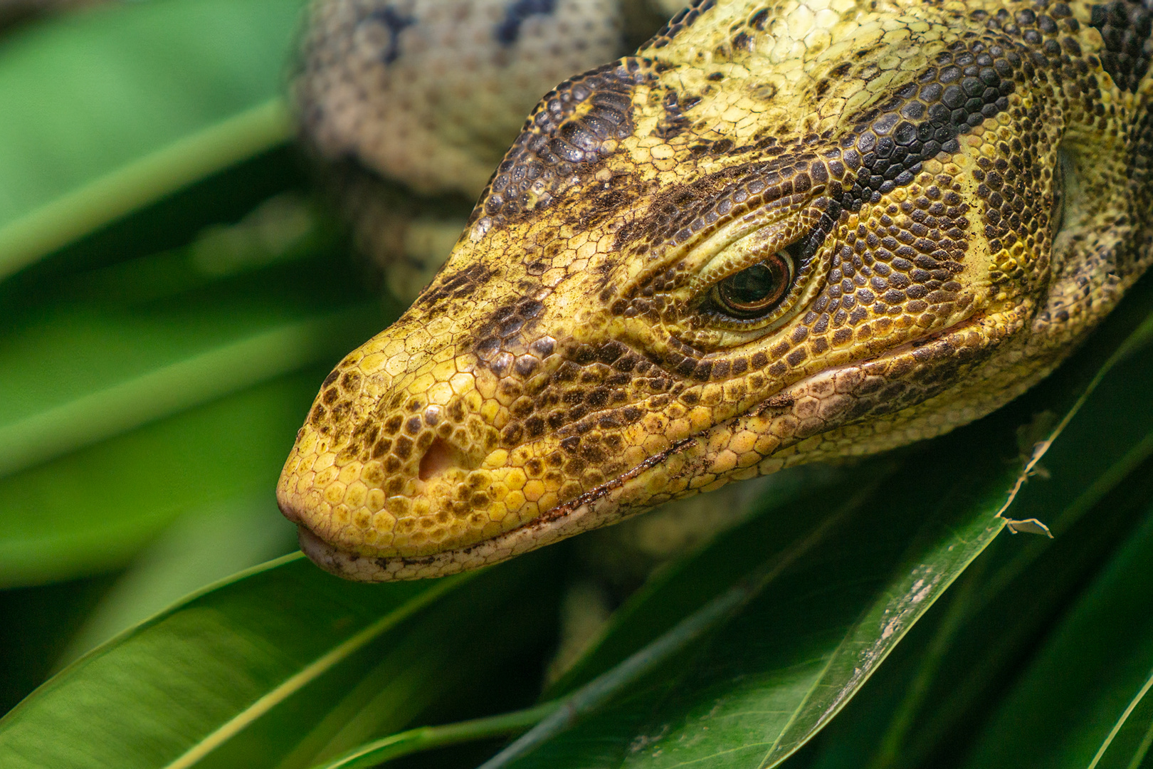 Waran (Varanus cumingi)