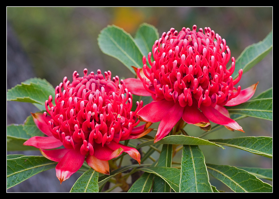 ~Waratah~