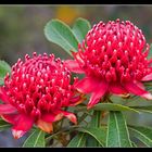 ~Waratah~