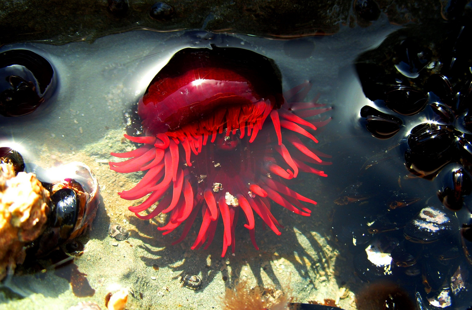 Waratah Anemone Actinia tenebrosa