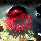 Waratah Anemone Actinia tenebrosa