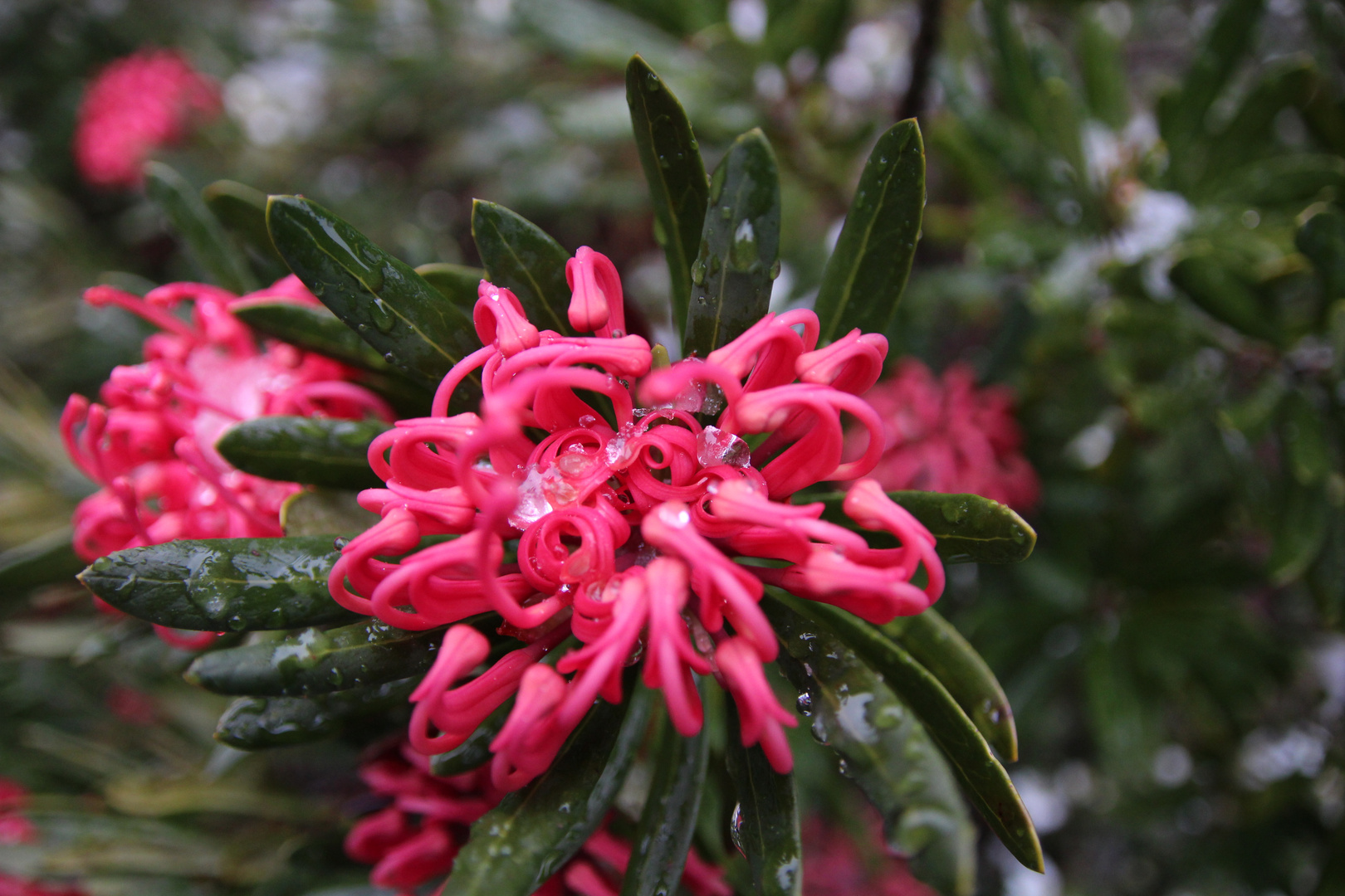 Waratah In Snow