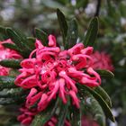 Waratah In Snow