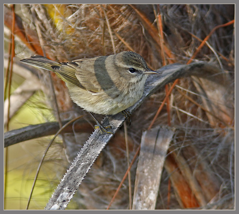 Warbler on display