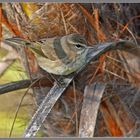 Warbler on display