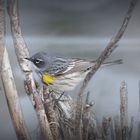 warbler on the river bank 