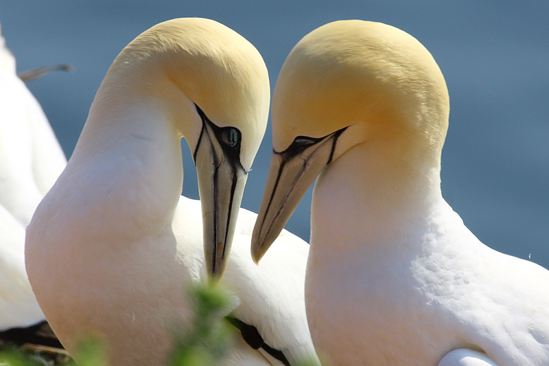 Waren auf Helgoland...