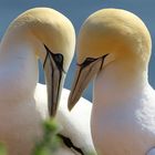 Waren auf Helgoland...