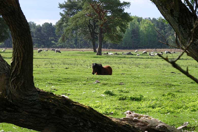 Waren / Müritz, Nationalpark