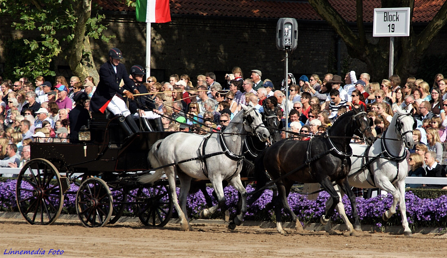 Warendorf  Hengstparade   16