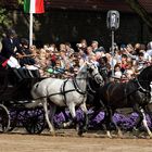 Warendorf  Hengstparade   16