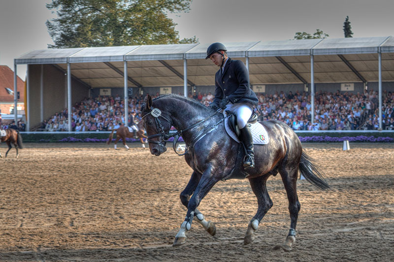 Warendorfer Hengstparade