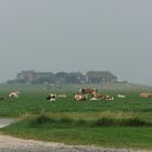 Warft auf Hallig Hooge