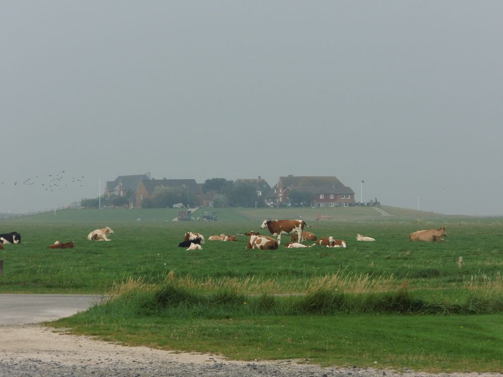 Warft auf Hallig Hooge