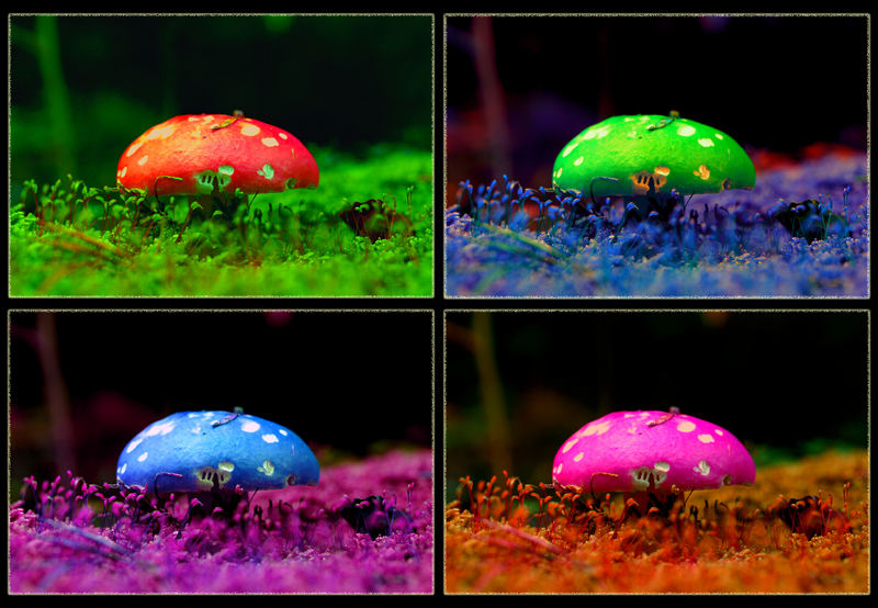 Warhol goes Fungi