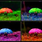 Warhol goes Fungi