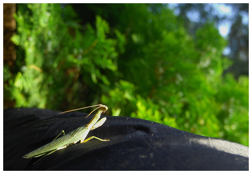 warm-up in the morning sun...