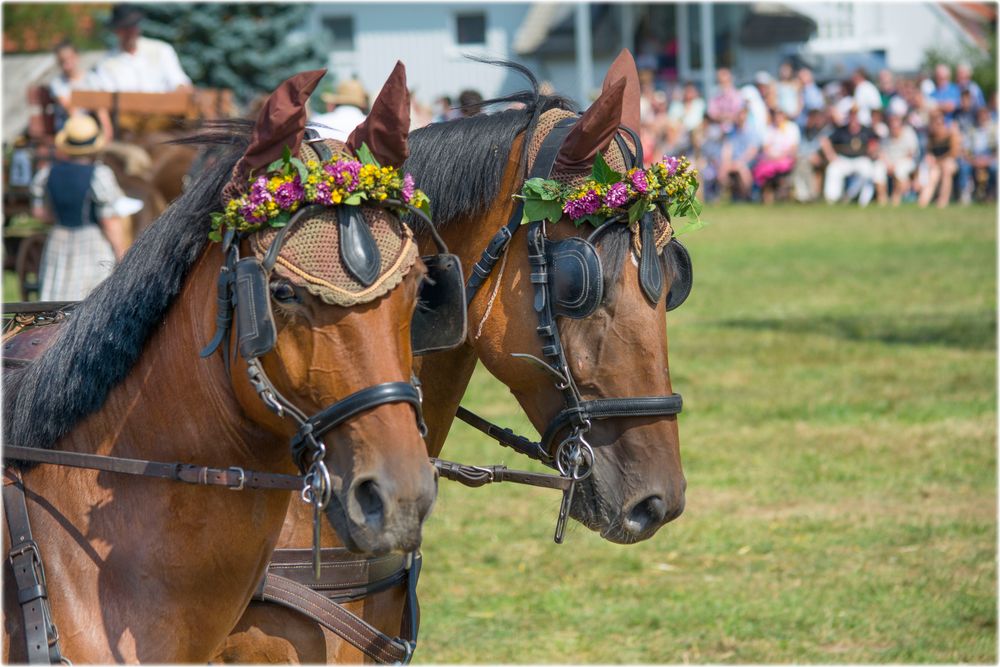 Warmblüter