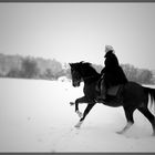 Warmblut mit Reiterin im Schnee