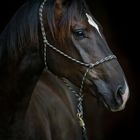 Warmblut Portrait