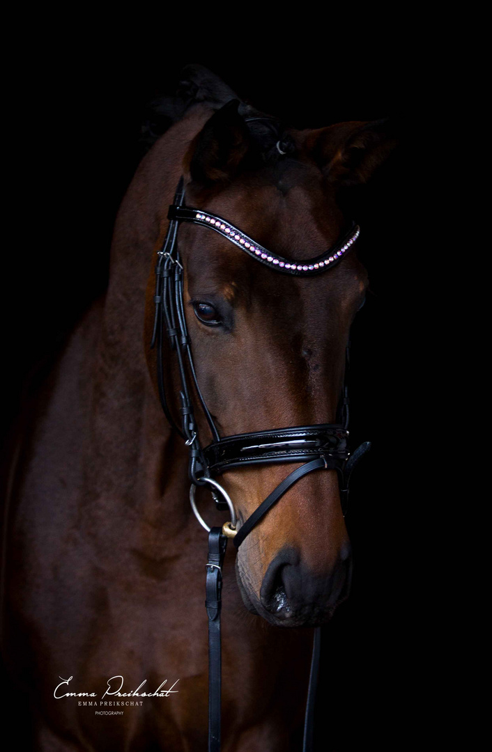 Warmblut "Ricci Aileen"