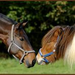 Warmblut trifft Isländer