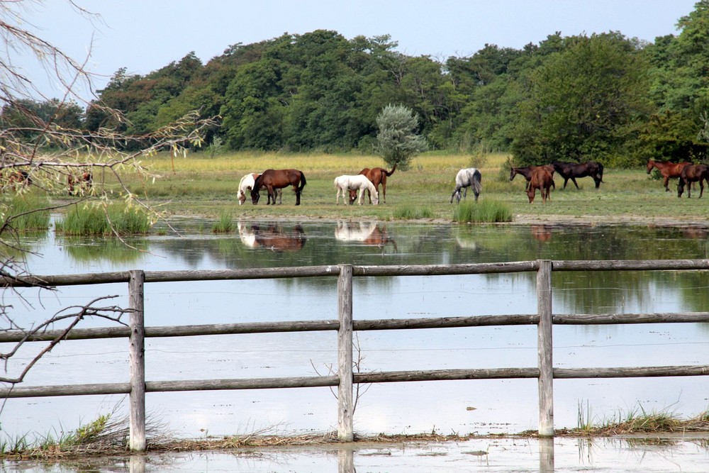 Warmblutpferde-Koppel im Naturschutzgebiet Neusiedlersee. Unbefugten ist der Zutritt verboten