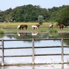 Warmblutpferde-Koppel im Naturschutzgebiet Neusiedlersee. Unbefugten ist der Zutritt verboten