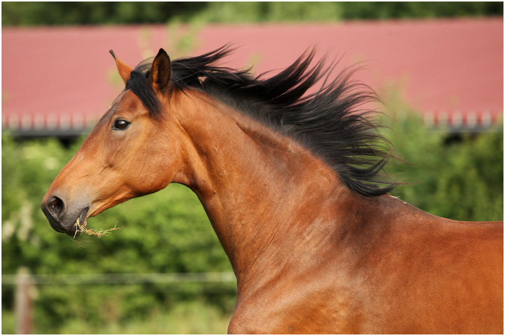 Warmblutstute Dreamgirl