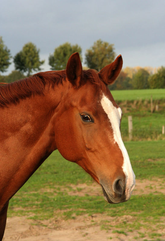 Warmblutstute in der herbstlichen Sonne...