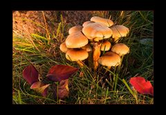 warmcolored mushrooms