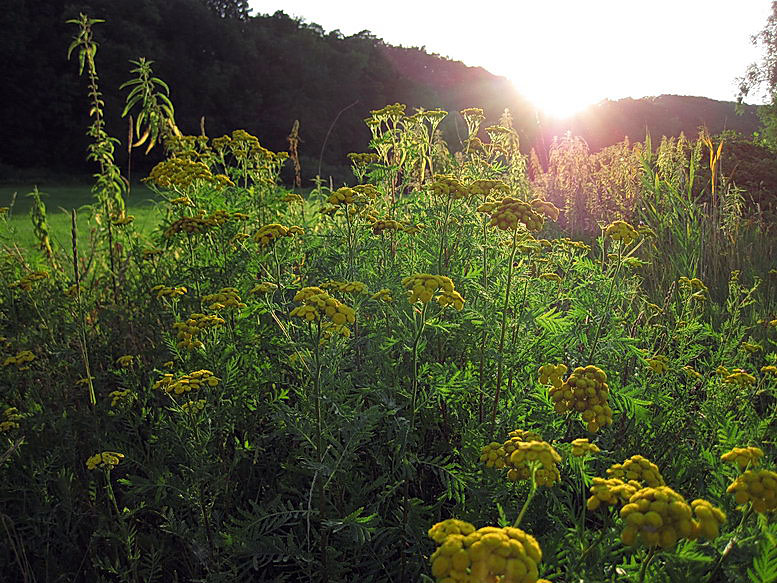 Warme Abendsonne im Gegenlicht