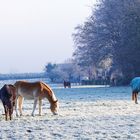 Warme Faben an einem frostigen Wintermorgen (II)