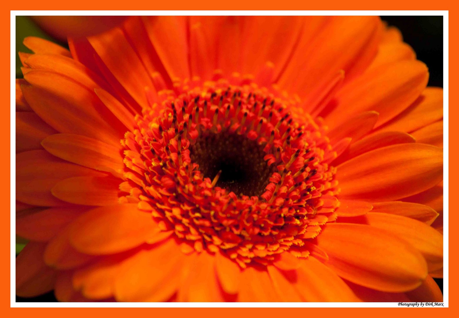 Warme Farben Foto & Bild stillleben, blumen, detmold Bilder auf