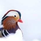 Warme Farben im kalten Schnee