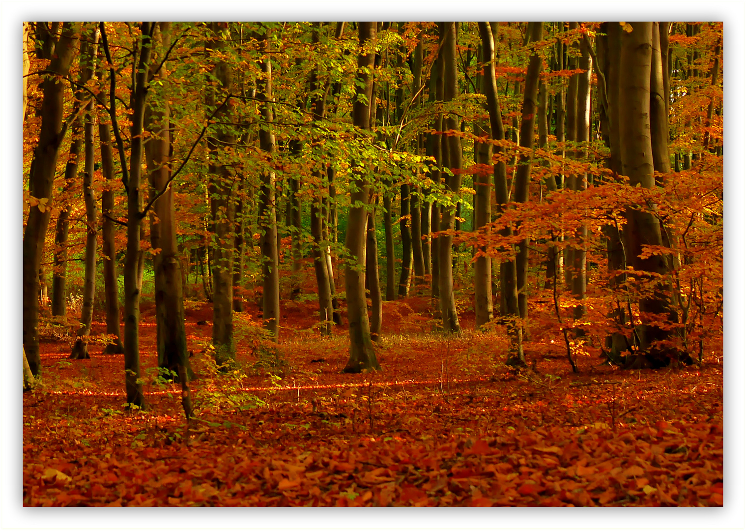 Warme Farben Im Laubbaumwald