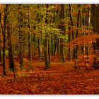 Warme Farben Im Laubbaumwald