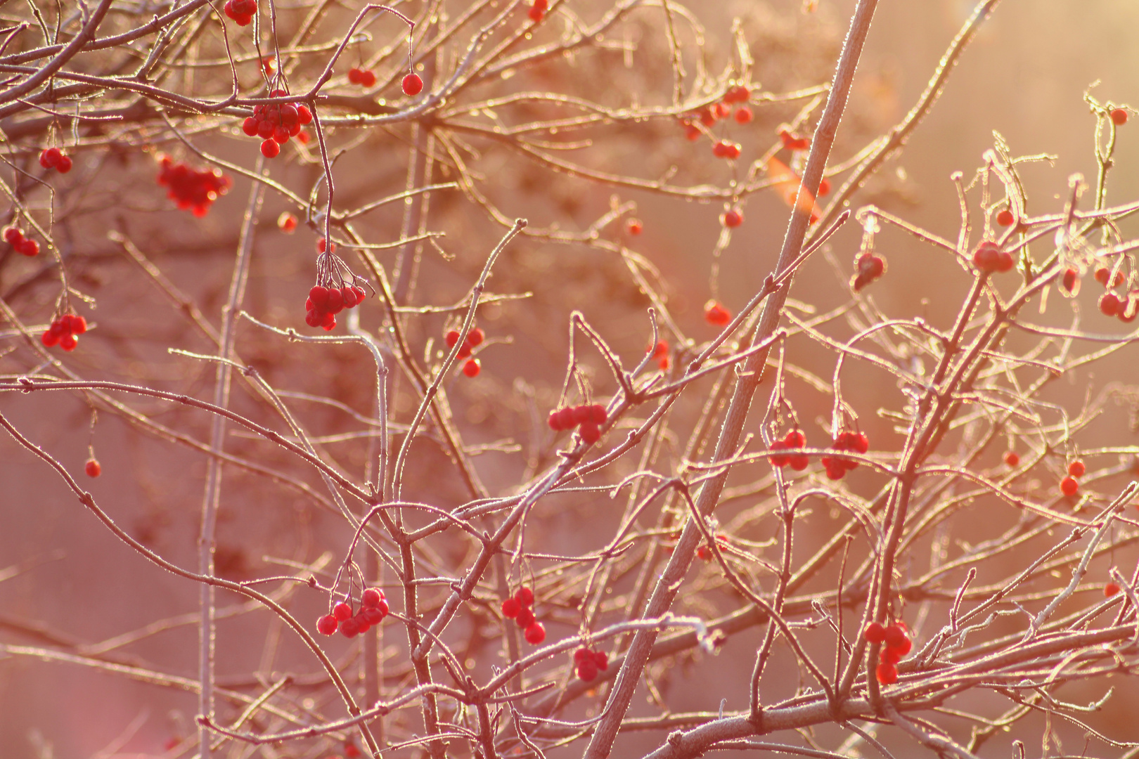 Warme Farben in frostiger Umgebung