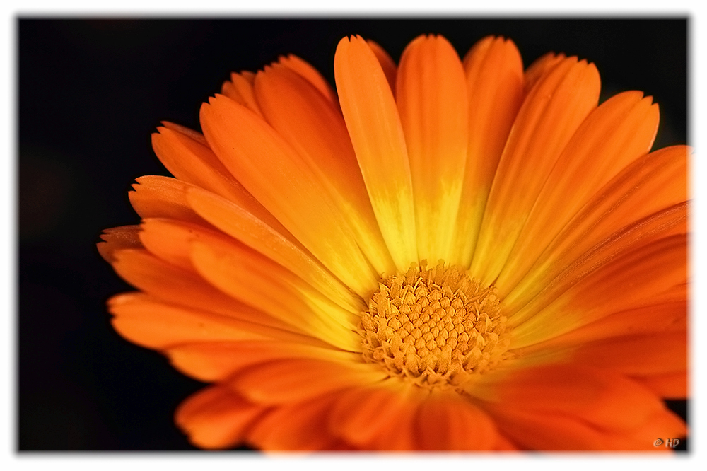 Warme Farben Zum Sonntag Foto Bild Pflanzen Pilze Flechten Warme Farben Zum Sonntag