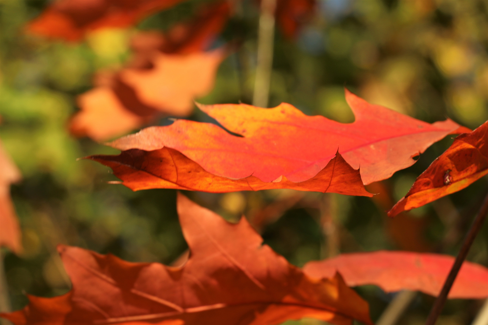 warme Herbstfarben