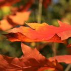 warme Herbstfarben
