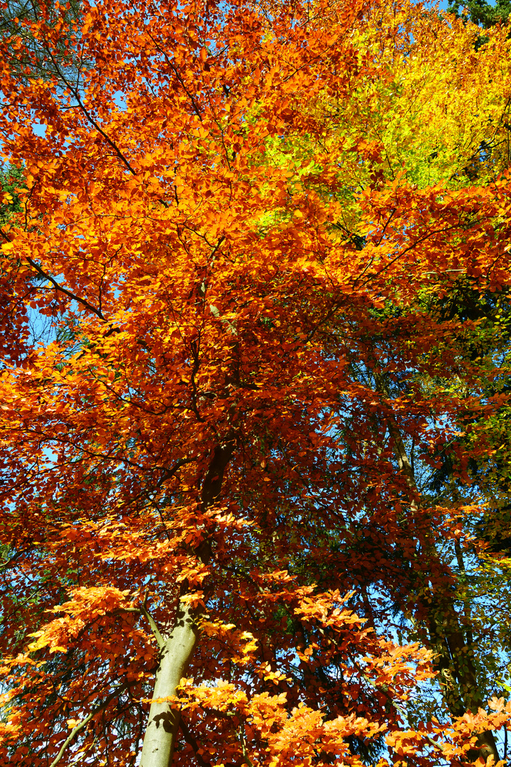 Warme Herbstfarben