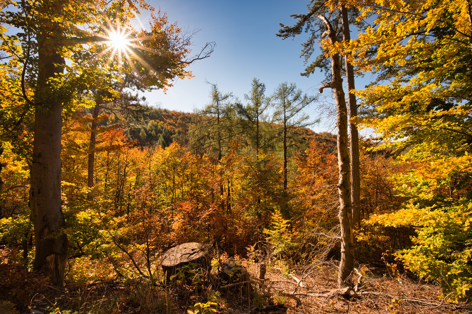 Warme Herbstlandschaft - schöner Wald mit Sonnenstrahlen und goldenen Bäumen