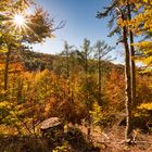 Warme Herbstlandschaft - schöner Wald mit Sonnenstrahlen und goldenen Bäumen