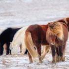 warme Herzen im Schnee