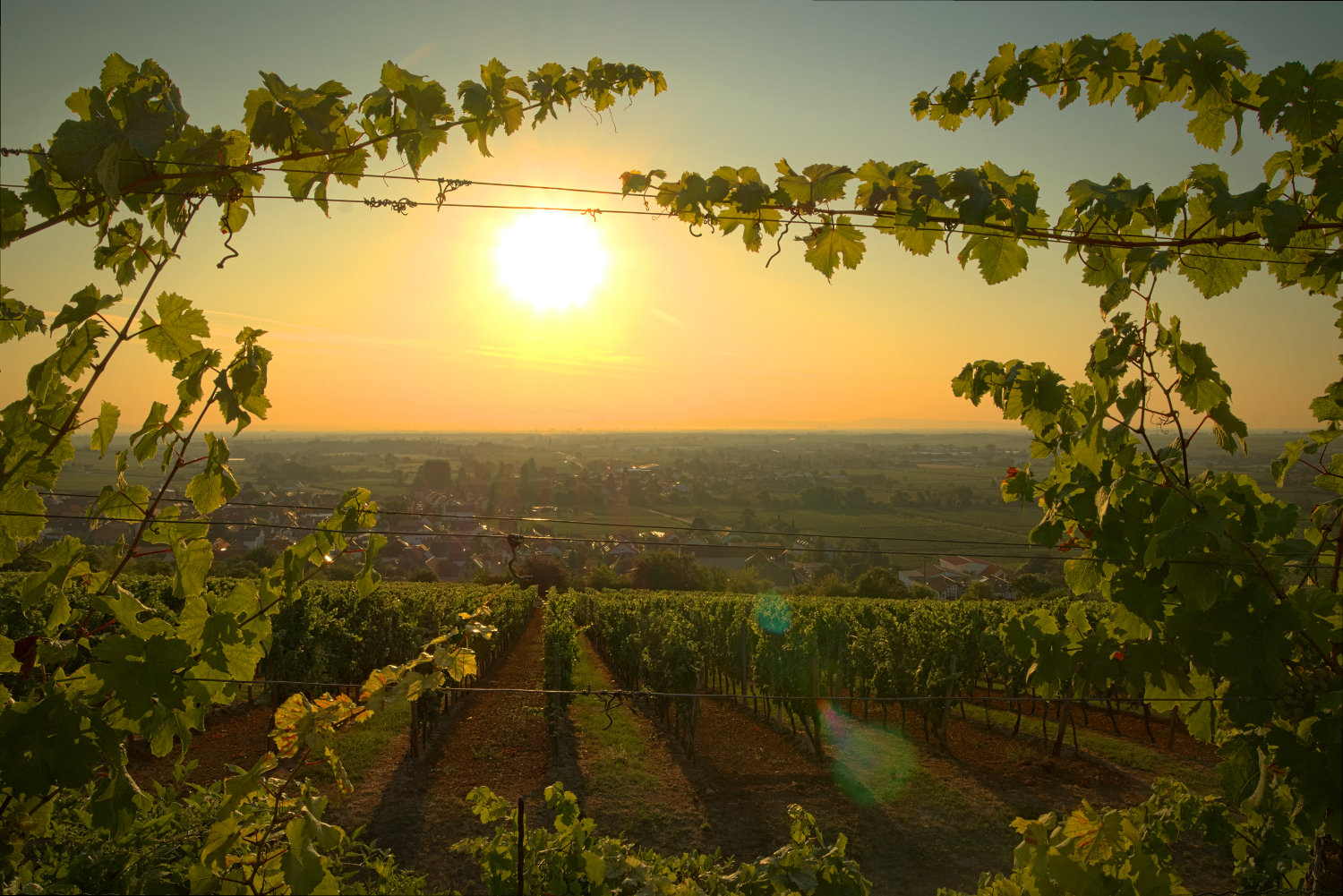 Warme Morgenstimmung in der Pfalz