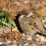 "Warme Sonne - auch für den Spatz die Wonne"