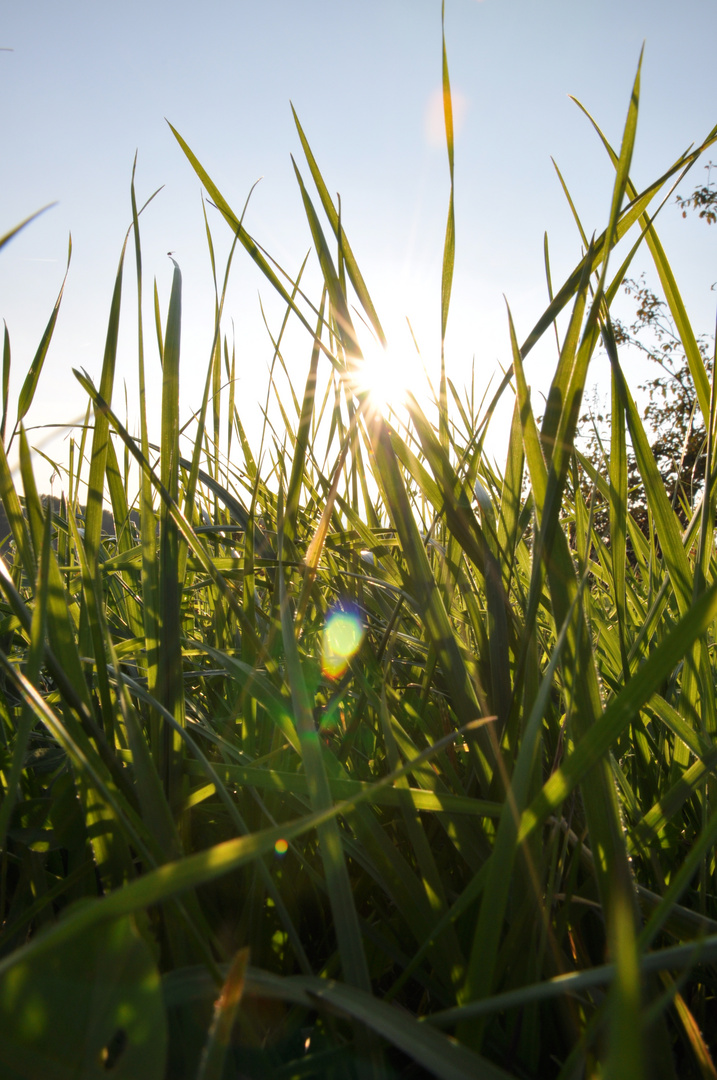 Warme Sonnenstrahlen blitzen durchs Gras