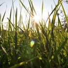 Warme Sonnenstrahlen blitzen durchs Gras